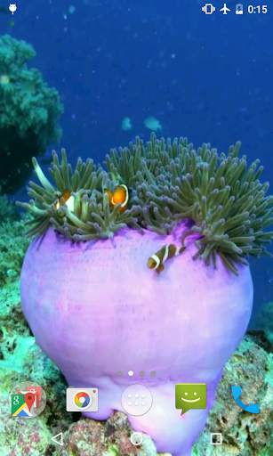 Clownfish Video Live Wallpaper screenshot 4