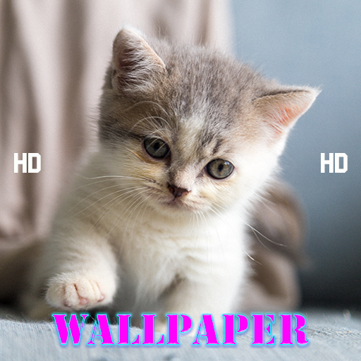 Kucing Imut Lucu Wallpaper icon