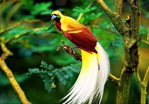 Paradise birds of Papua wallpaper screenshot 6