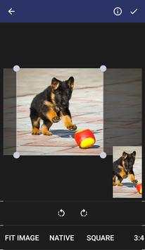 Puppies Wallpapers screenshot 3