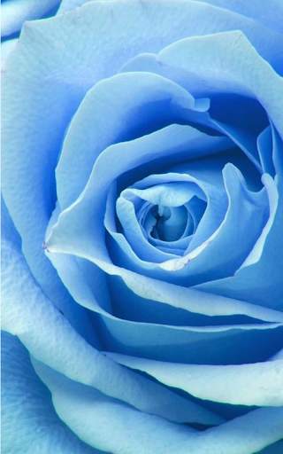 Blue Rose Live Wallpaper screenshot 14