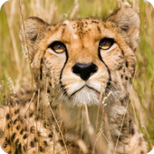 Wild Cheetah Slots icon