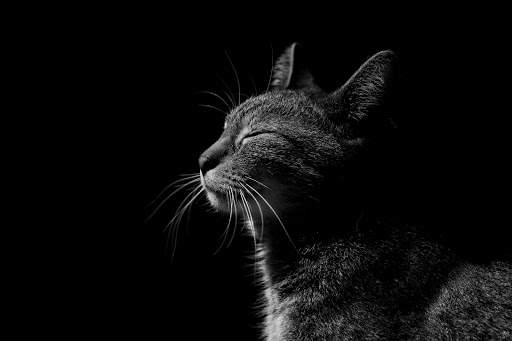 Black Wallpapers screenshot 9