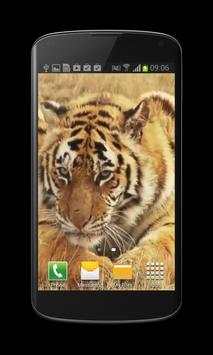 Tiger Free Video Wallpaper screenshot 1