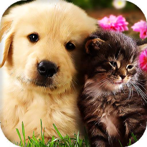 Cats and Dogs Live Wallpaper (Backgrounds) 16.0