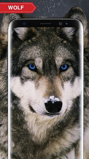 Wolf Wallpaper Live HD screenshot 3