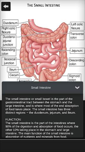Female Anatomy 3D : Female Body Visualizer screenshot 5