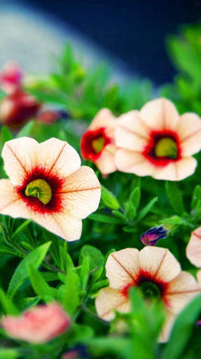 Flower Wallpaper 4K, Floral Background: Flowery screenshot 12