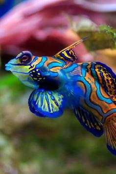 Ikan cantik wallpaper screenshot 1