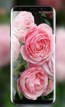 Pink Rose Live Wallpaper HD Phone Background 2 تصوير الشاشة