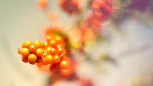 Berries Live Wallpaper : 7fon & LWP screenshot 11