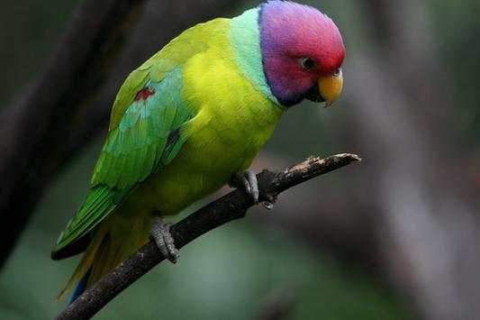 Bird Live Wallpaper HD screenshot 3