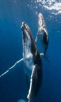 Whale wallpaper screenshot 2