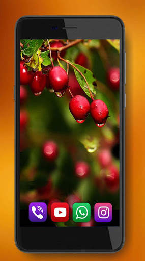 Berries and Fruits Live Wallpaper screenshot 3
