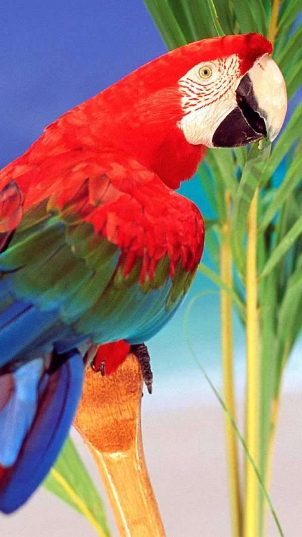 Tropical Live Wallpaper screenshot 3