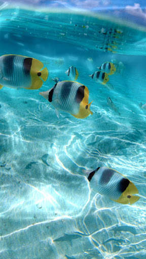UnderWater Video Live Wallpaper screenshot 3