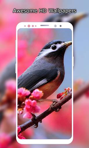 Birds Wallpaper HD स्क्रीनशॉट 1