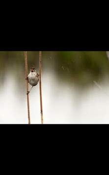 My Photo Wall Singing Bird LWP screenshot 4