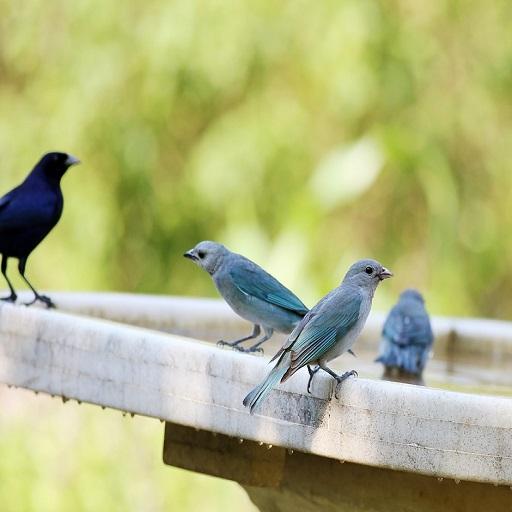 Bird Chirping Sound icon