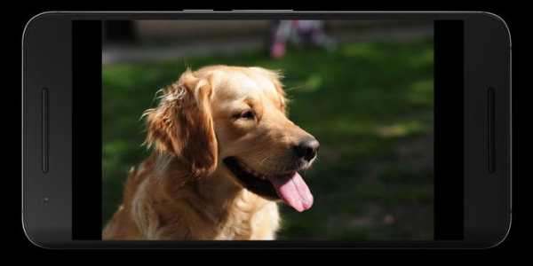 Animals Lite screenshot 4