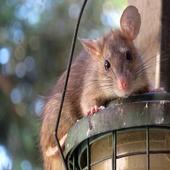 Крыса [Rat] icon