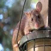 Крыса [Rat] on 9Apps