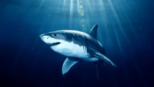 Shark Live Wallpaper (Wallpapers & Backgrounds) screenshot 9