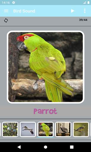 Bird Sounds screenshot 3