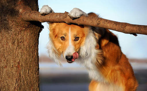 🐕 Border Collie Wallpapers – Cute Dog Wallpaper screenshot 6