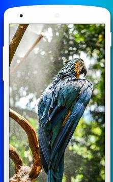 4k Cockatoo Parrot  Bird Live Video Wallpaper screenshot 1