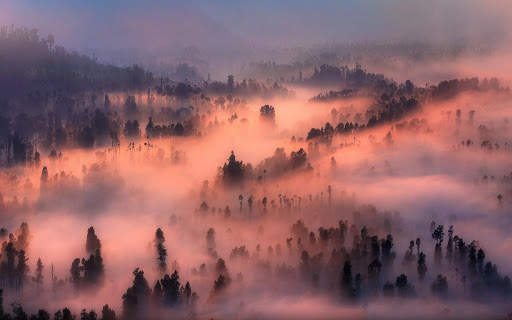 Forest Live Wallpaper screenshot 8