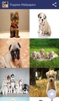 Puppies Wallpapers screenshot 1