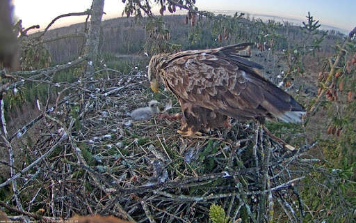 Nature Cameras screenshot 1