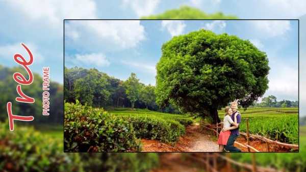 Transparent Tree Photo Frames screenshot 2