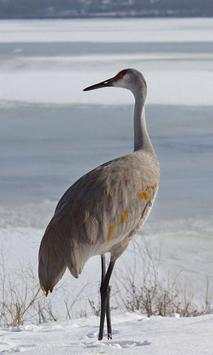 Sandhill Crane Wallpaper screenshot 6
