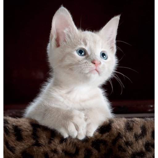 Cut Cat Wallpaper icon