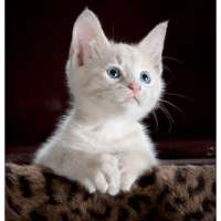 Cut Cat Wallpaper