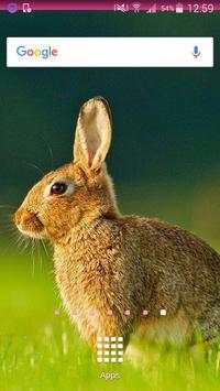 Rabbit Wallpapers screenshot 2