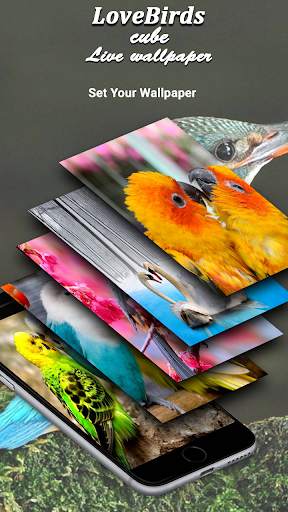 Love Bird cube live wallpaper screenshot 3