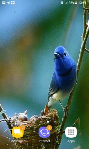 Bird Childs Live Wallpaper screenshot 3
