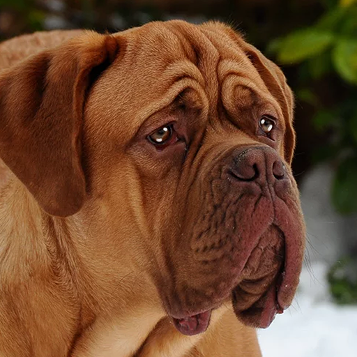 ikon Mastiff Dog Simulator