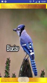 Birds Sounds and Ringtons screenshot 5