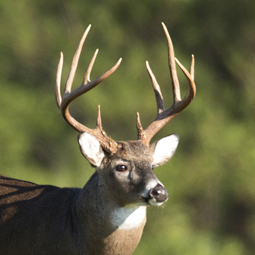 Whitetail Deer Calls أيقونة