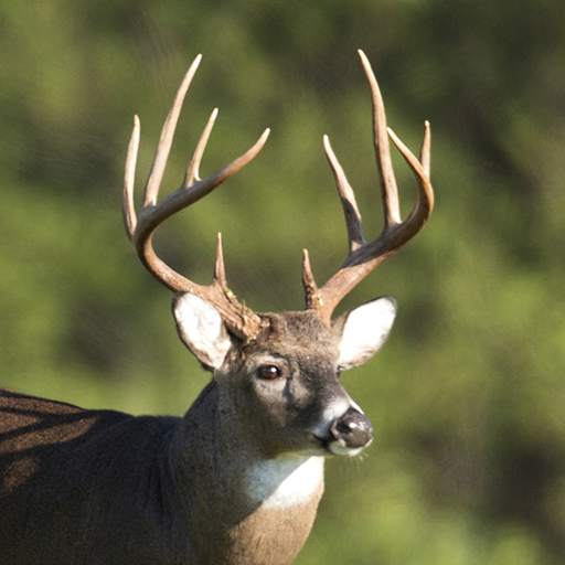Whitetail Deer Calls 5.2.0