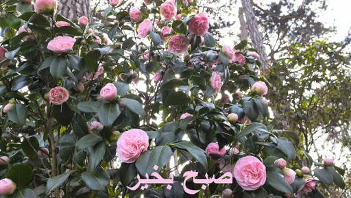 صبح بخیر v4 screenshot 1