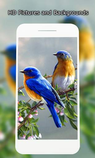 Birds Wallpaper HD स्क्रीनशॉट 5