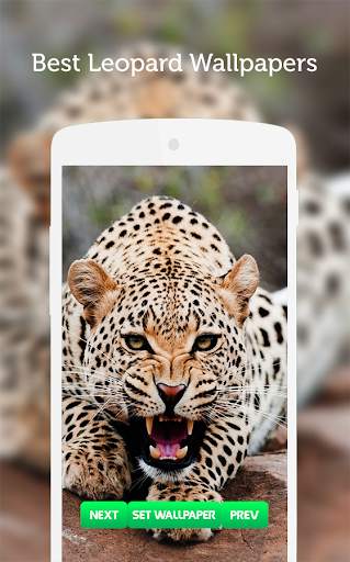 Leopard Wallpaper screenshot 1