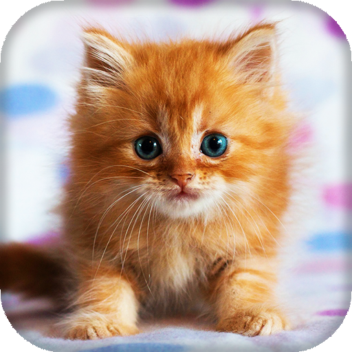 Cute Cats Live Wallpaper : 7fon &amp; LWP icon