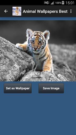 Animal Wallpapers App 🐈🐅🐎 : Animal Background screenshot 7
