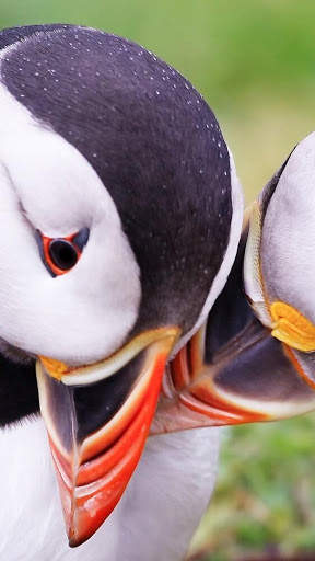 Atlantic Puffin Bird Wallpapers HD screenshot 1